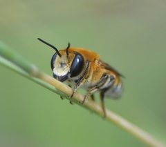 Megachile lanata
