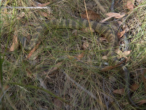 Tiger Snake sighting