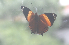 Hypanartia godmanii