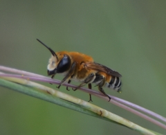 Megachile lanata