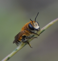Megachile lanata