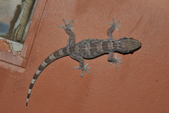Tarentola americana