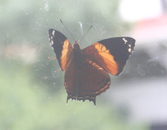 Hypanartia godmanii
