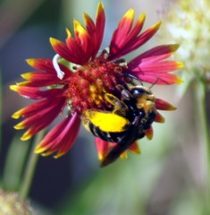 Svastra obliqua obliqua