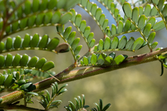 Kulnurensis Wattle (Acacia kulnurensis)