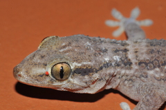 Tarentola americana