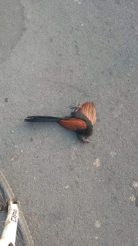 Greater Coucal