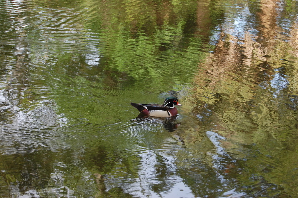 Wood Duck