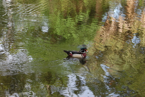 Wood Duck