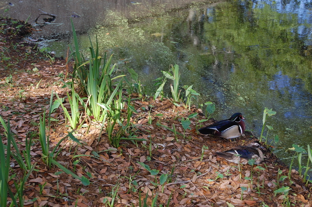 Wood Duck