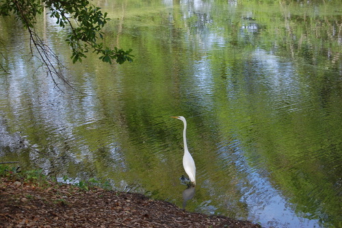 Great Egret