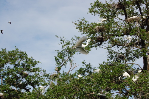 Great Egret