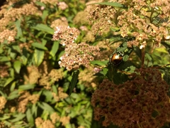 Popillia japonica