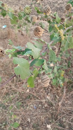 Indian Mallow