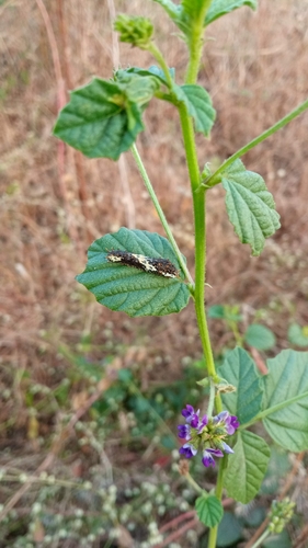 Lime Swallowtail