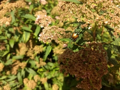 Popillia japonica