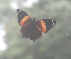 Hypanartia godmanii