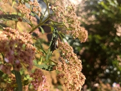 Popillia japonica