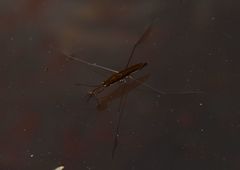 Limnoporus notabilis