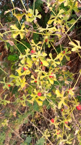 Blastania garcinii