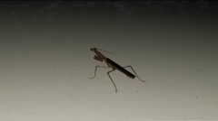 Stagmomantis carolina