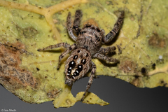 Metaphidippus albopilosus