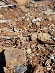 Streptanthus batrachopus