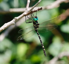 Macromia pacifica × taeniolata