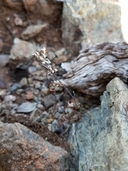 Streptanthus batrachopus