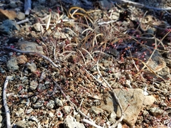 Streptanthus batrachopus