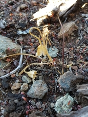 Calochortus umbellatus