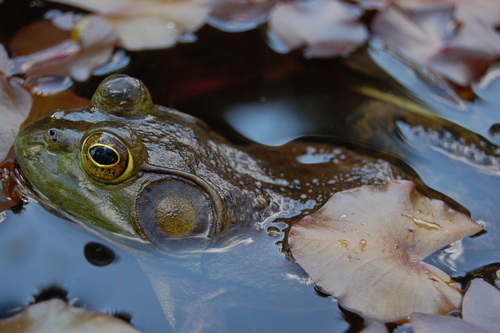 American Bullfrog