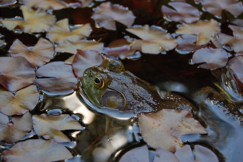 American Bullfrog