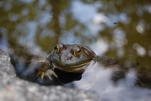 American Bullfrog