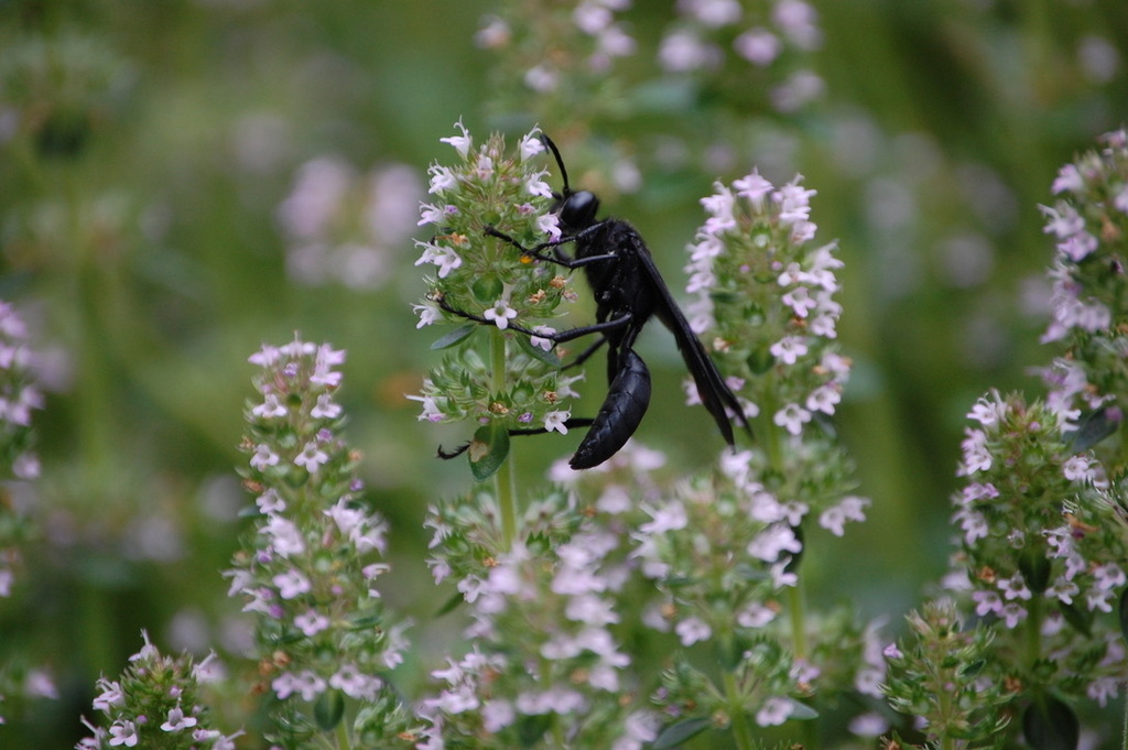 Great Black Digger Wasp