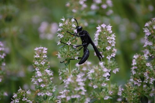 Great Black Digger Wasp