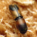 Typical Bark Beetles - Photo (c) Katja Schulz, some rights reserved (CC BY), uploaded by Katja Schulz
