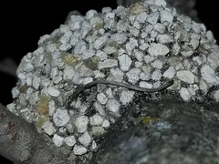 Dianthidium