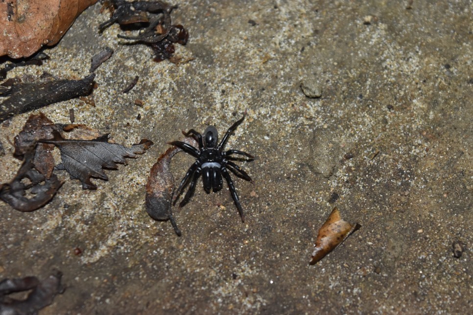 Atypus coreanus