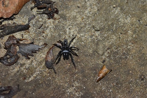 Atypus coreanus