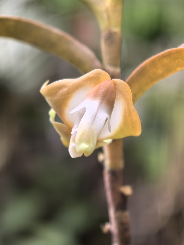 Dendrobium lambii J.J.Wood