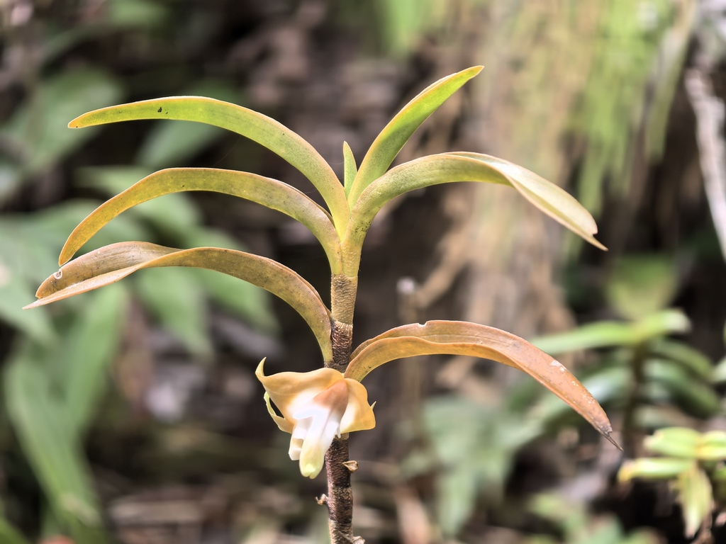 Dendrobium lambii J.J.Wood 4