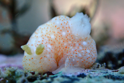 Gymnodoris okinawae, 2024-12-24