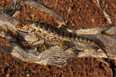 Sceloporus bimaculosus