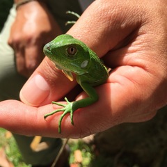 Iguana iguana