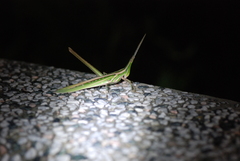 Acrida cinerea