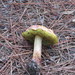 Boletus pseudosensibilis - Photo (c) Alan R. Biggs, some rights reserved (CC BY-NC-ND), uploaded by Alan R. Biggs