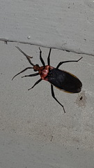 Rhiginia cinctiventris