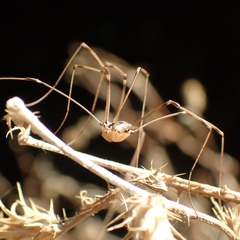 Leuronychus pacificus
