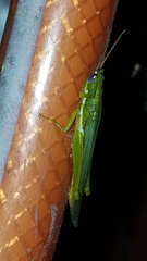 Stenacris vitreipennis